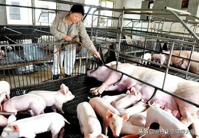 辟谣:现在猪肉价格每天上涨,是有人恶意炒作,还是有其它原因?