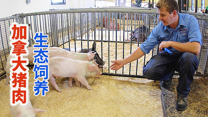 加拿大生猪农产品养殖场,无激素饮食饲养产出安全猪肉