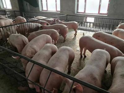 2020年4月1日全国生猪价格较昨日下跌,预计生猪饲养成本将上升