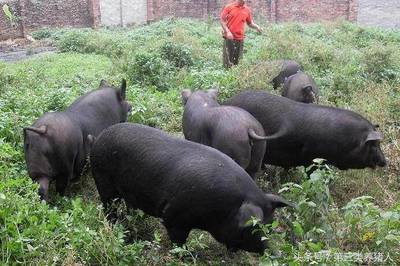 土猪养殖,卖肥猪与卖猪肉的利润差异有多大?