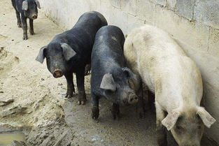 一头猪的利润能达近3000元,农村散养户养不养 会不会被淘汰