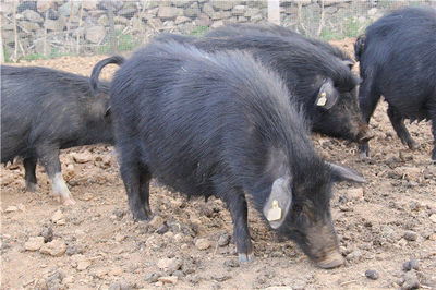 藏香猪中国