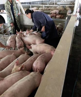 赤水市统一“五个标准”保障生猪稳产保供